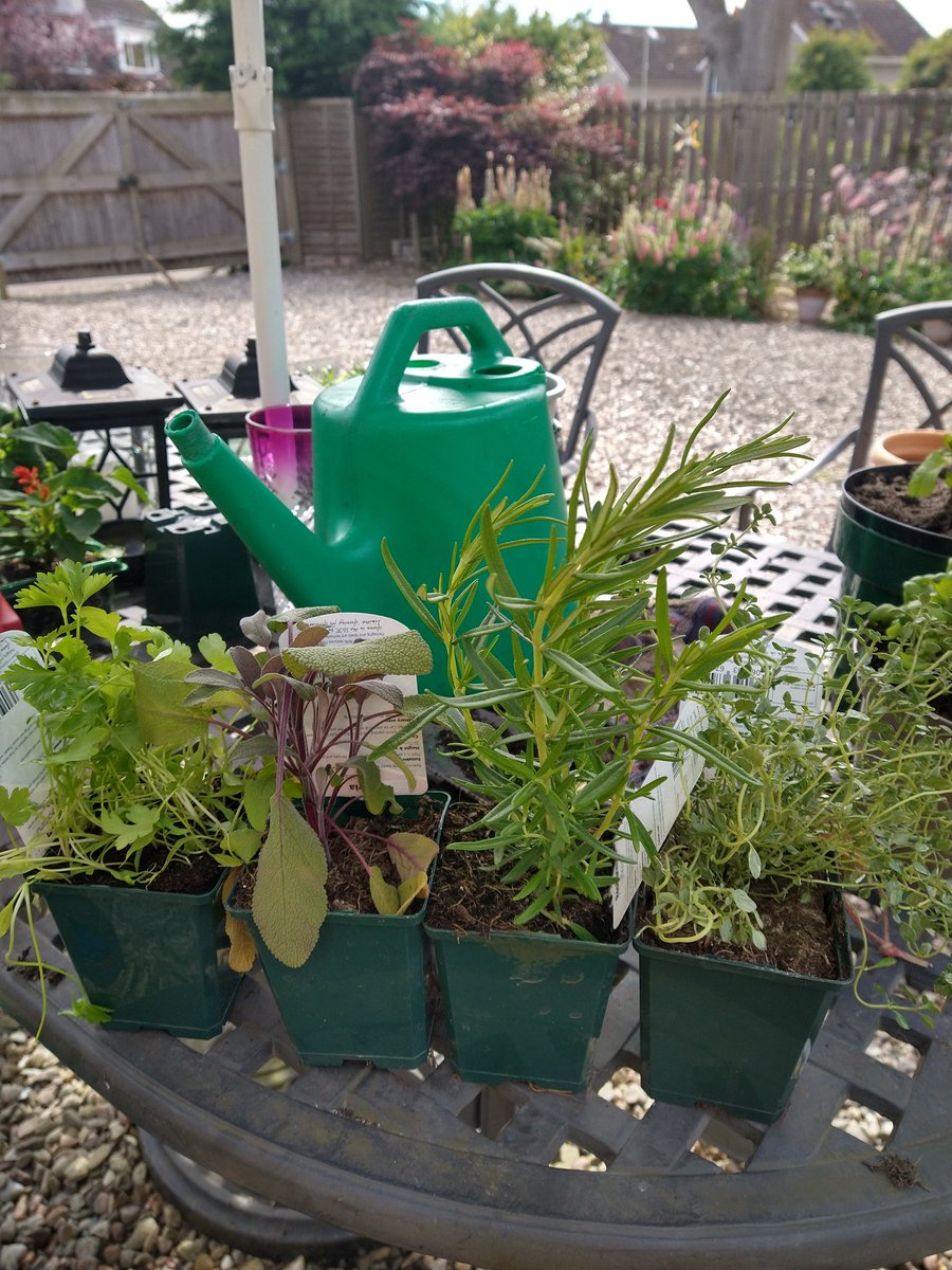 al_perth's tweet photo. Singing with the herb planting #simonandgarfunkle https://t.co/rq1077lNZw