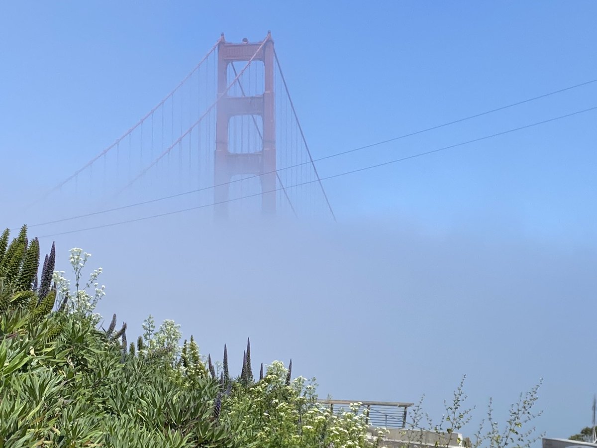 DickmistNFT's tweet photo. GM from San Francisco!!  #NFTCommunity #twitter #NFTs #DrRod #dickmist #fogcity #canvasblox https://t.co/PzFgnVKHN8