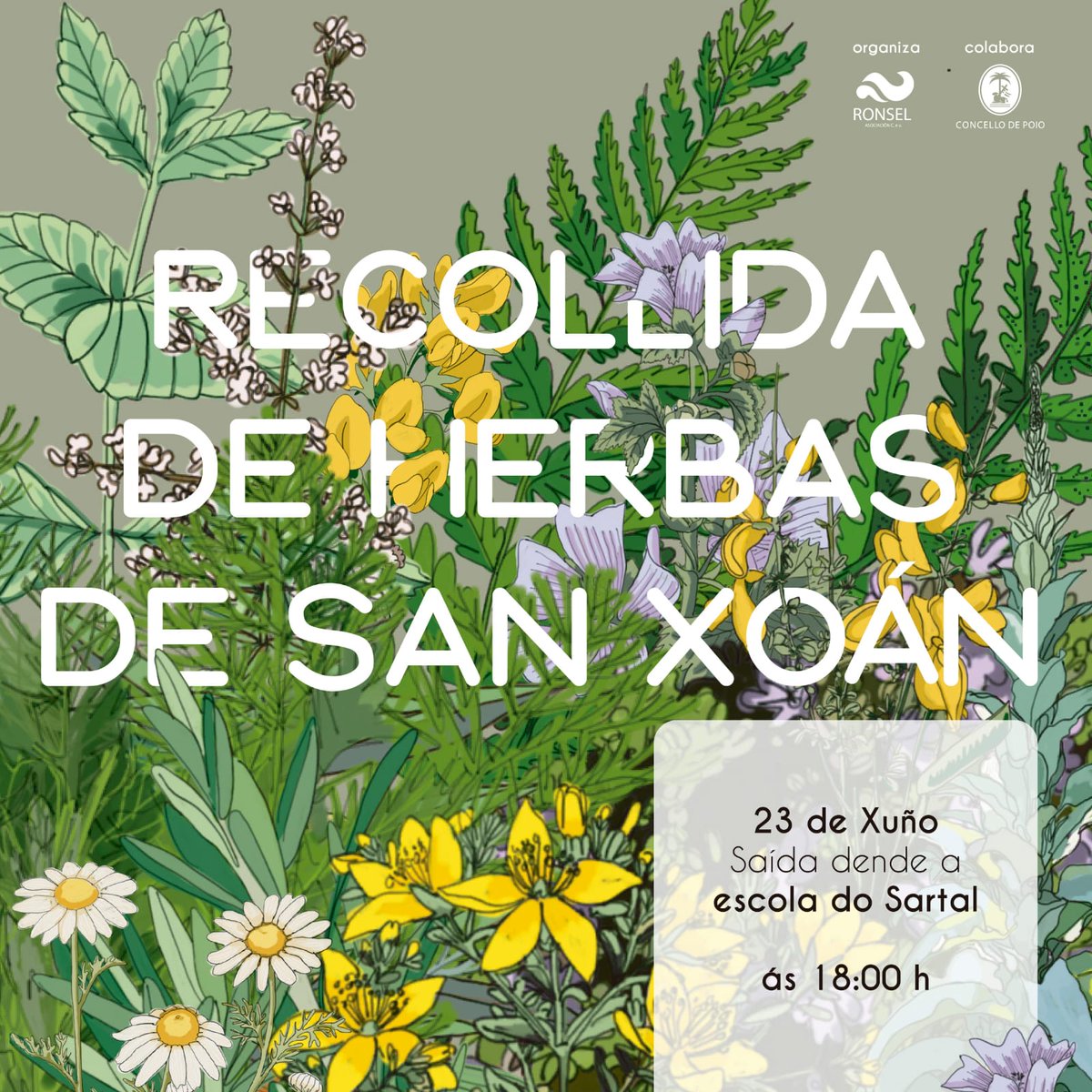ConcellodePoio's tweet photo. 🌿🌿 Fiúncho, fento macho, codeso, abeloura, malva, romeu, herba luísa... son as Herbas de San Xoán. Vinde este xoves 23 de xuño a partir das 18:00 coas Pandereteiras do Ronsel a recoller as herbas de San Xoán.
#cultura #tradición #semente #herbas #SanXoan2022 #recollida #poio https://t.co/xQ7hb0kLJL