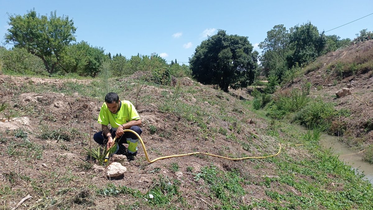 auroracet's tweet photo. 🏞️ Actualment i fins setembre, realitzant el control d'espècies invasores a l’entorn del torrent dels #Garidells i fent el manteniment de les més de 500 plantes autòctones de ribera que hi vam plantar.
#AssociacióAurora @Dipta_cat #DiptaSuma #MésSostenibilitat #custòdiafluvial https://t.co/yz3G6PkSYK