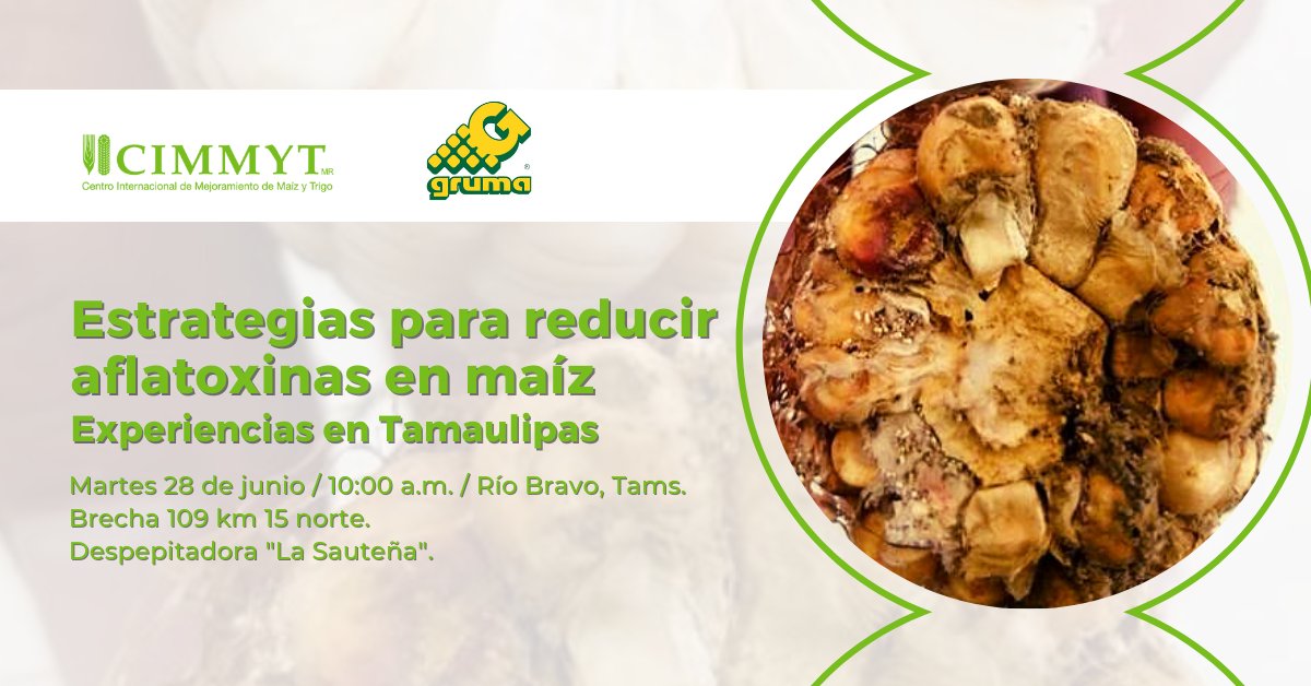 ACCIMMYT's tweet photo. 🌽 La aflatoxina B1 está relacionada con el cáncer de hígado; es importante evitar su presencia en el maíz. ¡Participa en este curso!

🗓️ 28 de junio de 2022.
🕙 10:00 a.m.
📍 Río Bravo, Tamaulipas.
📩 Informes: k.i.moreno@cgiar.org

@Gruma_MX
@CIMMYTesp
@Hub_INGP https://t.co/6OiYpDHo8x