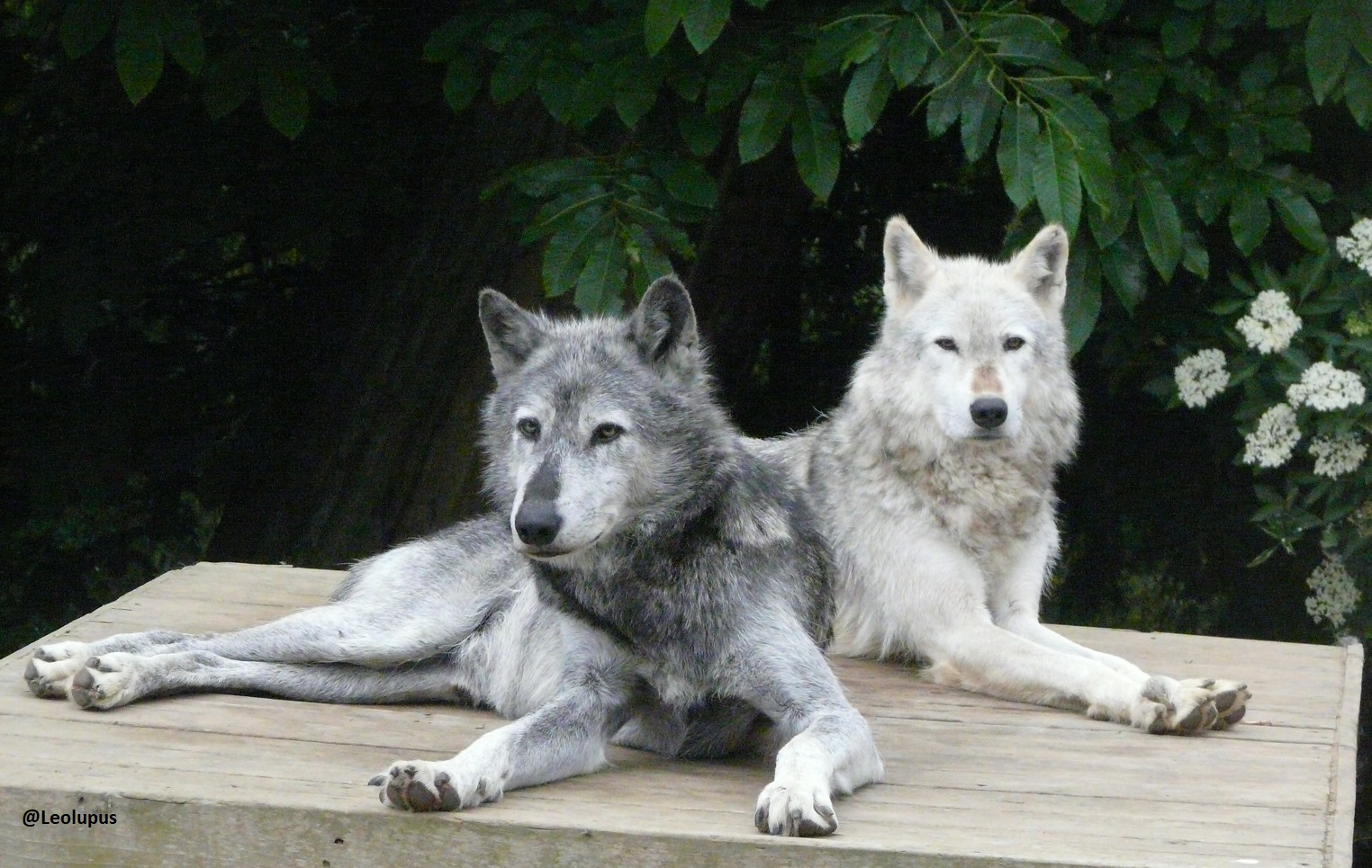 do wolves really mate for life