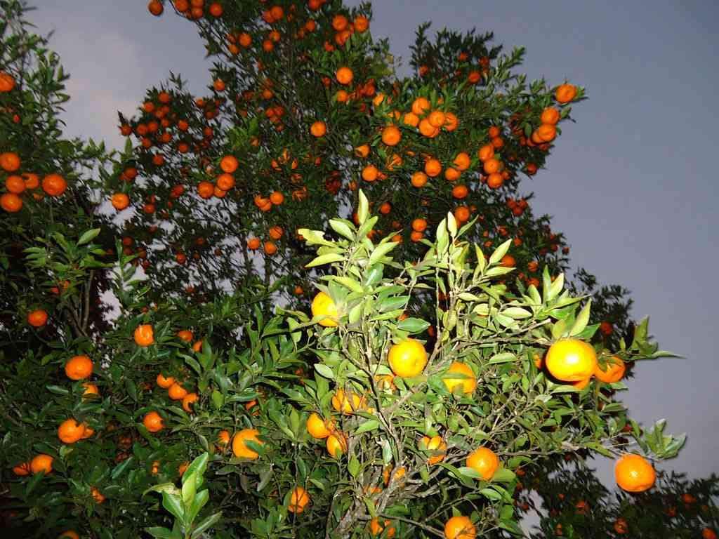 Angeltv_Gh's tweet photo. Egypt is the largest orange exporter in the world🍊🇪🇬
#Angelfact https://t.co/jQ4CUGIHJP