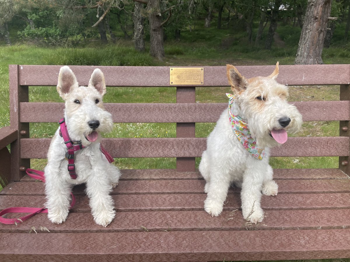 Lovely to meet up with Foxie Florrie this afternoon, it’s 3 years since we last saw each other. 🐾 ⁦<a href="/GillCC/">Gill Chisnall 🏴󠁧󠁢󠁳󠁣󠁴󠁿🌻</a>⁩