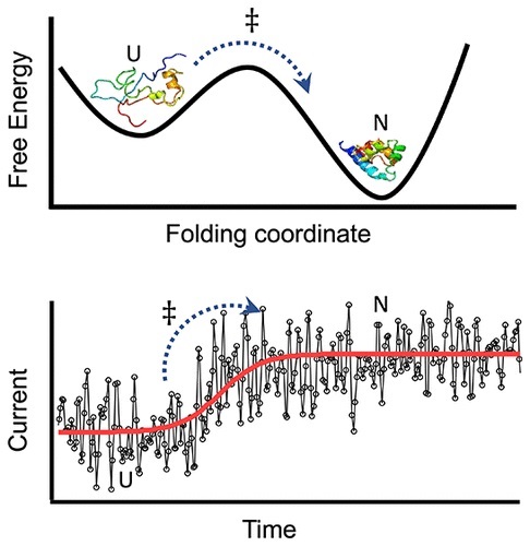 The Innovation Materials (@innov_materials) on Twitter photo J Phys. Chem. Lett.
Direct Observation of Single-Protein Transition State Passage by Nanopore Ionic Current Jumps
<a href="/JPhysChem/">The Journal of Physical Chemistry</a> #TransitionState <a href="/WanunuLab/">Wanunu Lab</a>
<a href="/Northeastern/">Northeastern U.</a>
pubs.acs.org/doi/10.1021/ac… J Phys. Chem. Lett.
Direct Observation of Single-Protein Transition State Passage by Nanopore Ionic Current Jumps
<a href="/JPhysChem/">The Journal of Physical Chemistry</a> #TransitionState <a href="/WanunuLab/">Wanunu Lab</a>
<a href="/Northeastern/">Northeastern U.</a>
pubs.acs.org/doi/10.1021/ac…