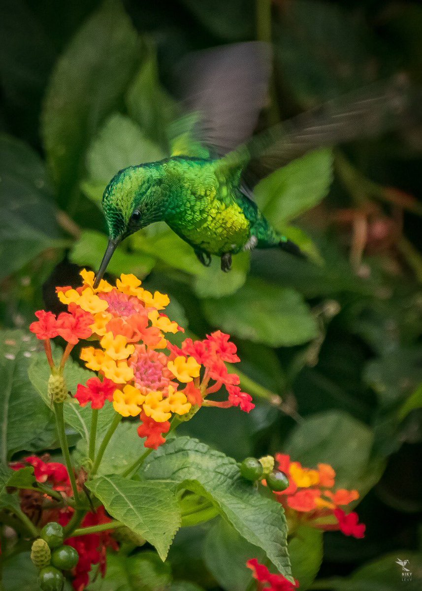 #AvesPaGozar una de las especies que más gozo son los Colibries, y en Colombia sí que tenemos diversidad. #Colors #TwitterNatureCommunity #BirdTwitter #bird #Twitter #birdwatching #wildlifephotography #ThePhotoHour #BirdsNurturing #BirdsSeenIn2022 #hummingbirds