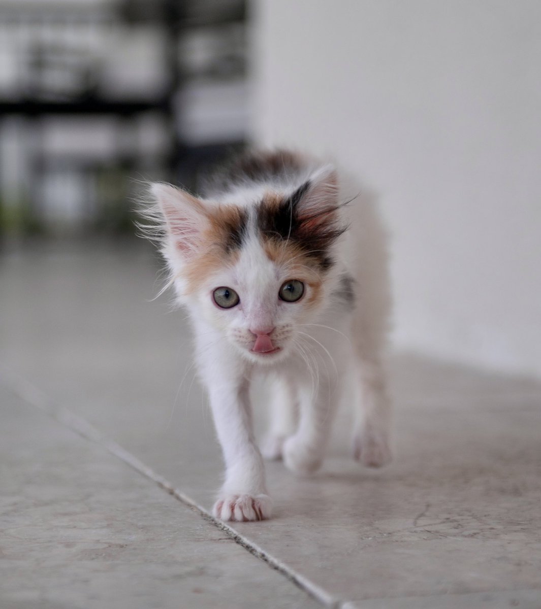 Y’all, someone tell me how this is only TWO WEEKS of growth 😭 baby Io looks like a legit kitten now 🥺