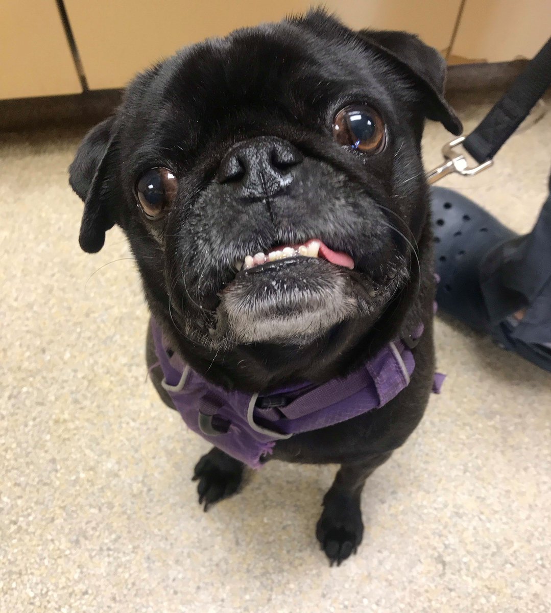 Mugsy showing us his best smile! #WellnessWednesday
