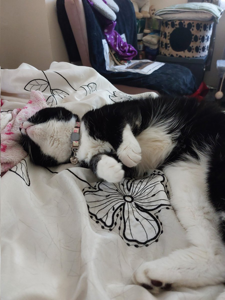 justme_tracey's tweet photo. #WhiskersWednesday Boxy boos playing on the ๐ #CatsLover #BlackandWhiteCats #CatsLivesMatter #PlayfulCats #CatsofTwittter #CatsatHome https://t.co/HgTK0GazX8
