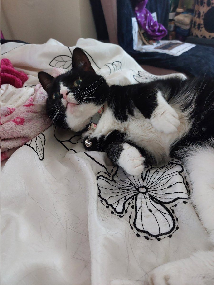 justme_tracey's tweet photo. #WhiskersWednesday Boxy boos playing on the ๐ #CatsLover #BlackandWhiteCats #CatsLivesMatter #PlayfulCats #CatsofTwittter #CatsatHome https://t.co/HgTK0GazX8