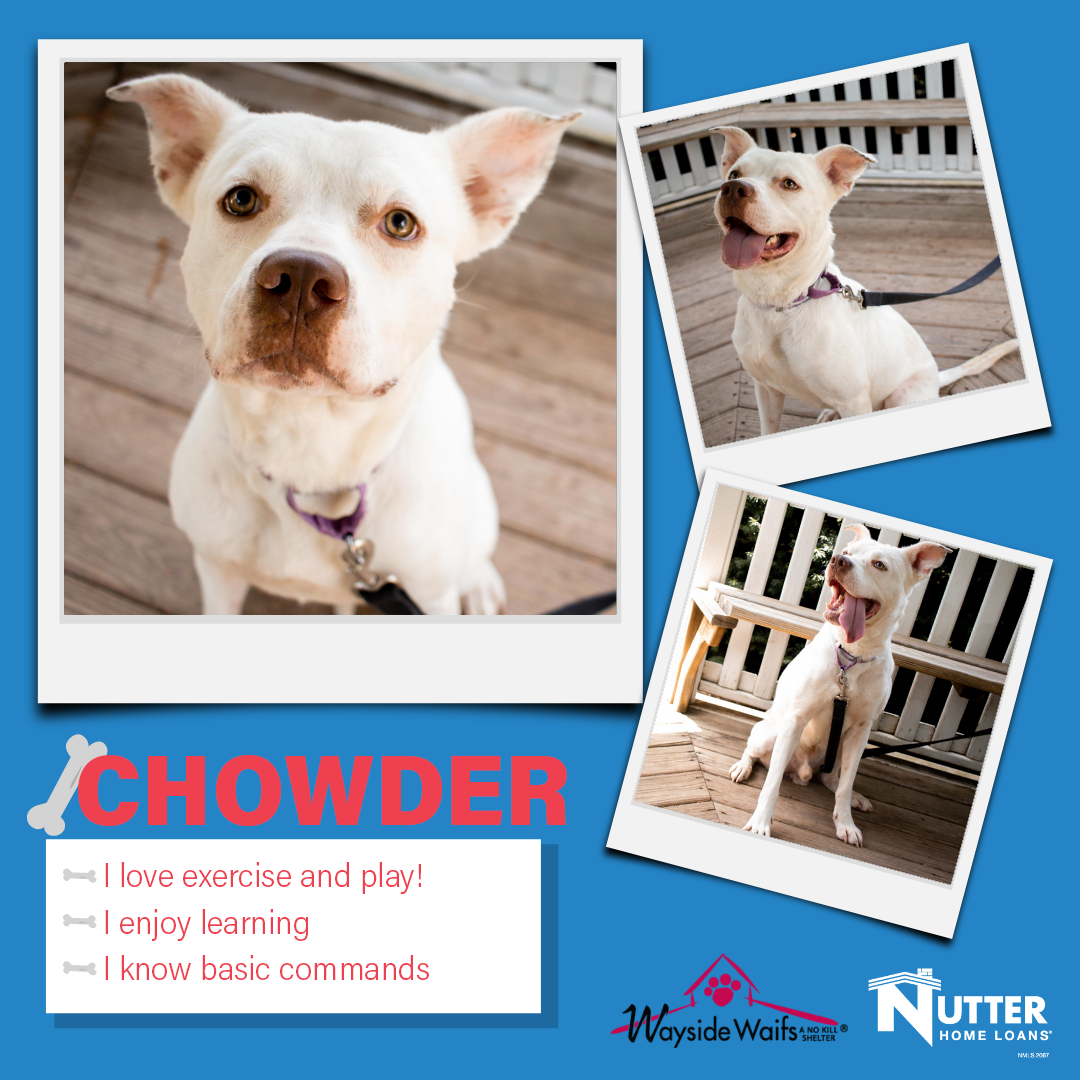 nutterhomeloans's tweet photo. It's Tail Waggin' Wednesday! 🐶 Today we're spotlighting Chowder @waysidewaifs ! Head over to https://t.co/PawZtM7r8m or call to schedule an appointment to meet him! 🐾 #TailWagginWednesday #adoptdontshop #waysidewaifs #kc #kansascity #kcmo #visitkc #kclocal https://t.co/xOIF0OXmJn