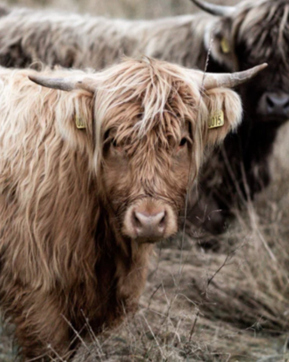 Inspired by the dense, mysterious forests of Scandinavia, Kährs Luxury Tiles 𝗣𝗮𝗻𝗱𝗼 features dark, earthy shades of brown and a realistic rustic wood design, perfectly complementing contemporary and traditional interiors. 
 
Request your free samples today: sales@kahrs.com