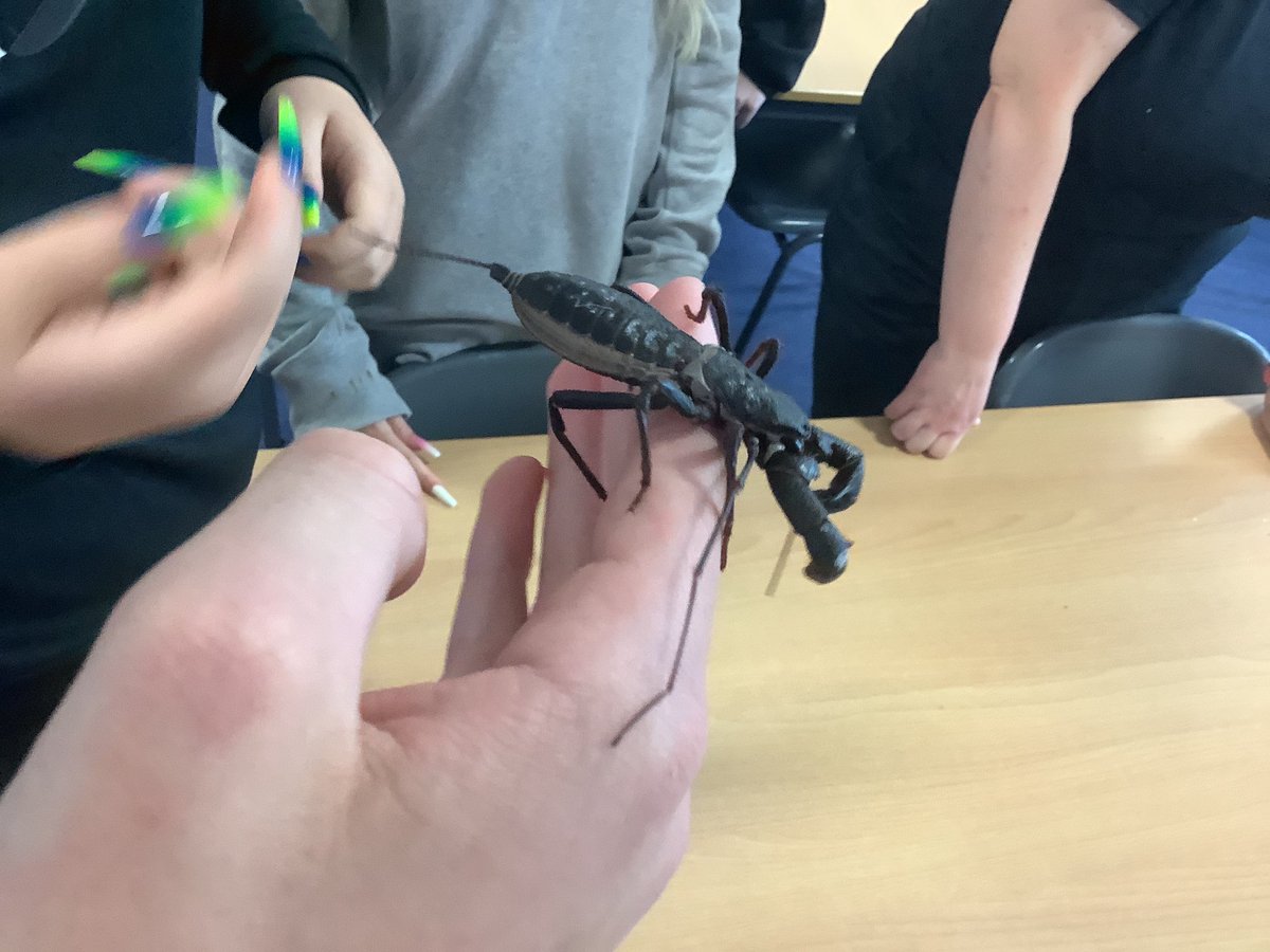 FHSComputing's tweet photo. Another couple of Bugs &amp; Beasts photos from Mrs Alexander-Doyle ⁦@FHSCodeClub⁩ #weareFHS #FHSRewardsDay ⁦@FHS_Success⁩ https://t.co/iiDcwxHzXs