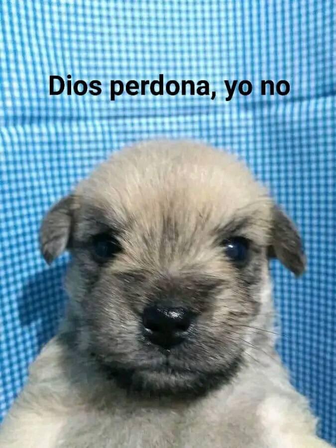 perritos_qctd's tweet photo. *Le piso accidentalmente la patita a mi perrito y le pido perdón* 
Mi perrito: https://t.co/nlD8HD7dAU