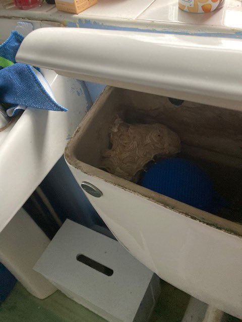 These wasps get everywhere! 🤣