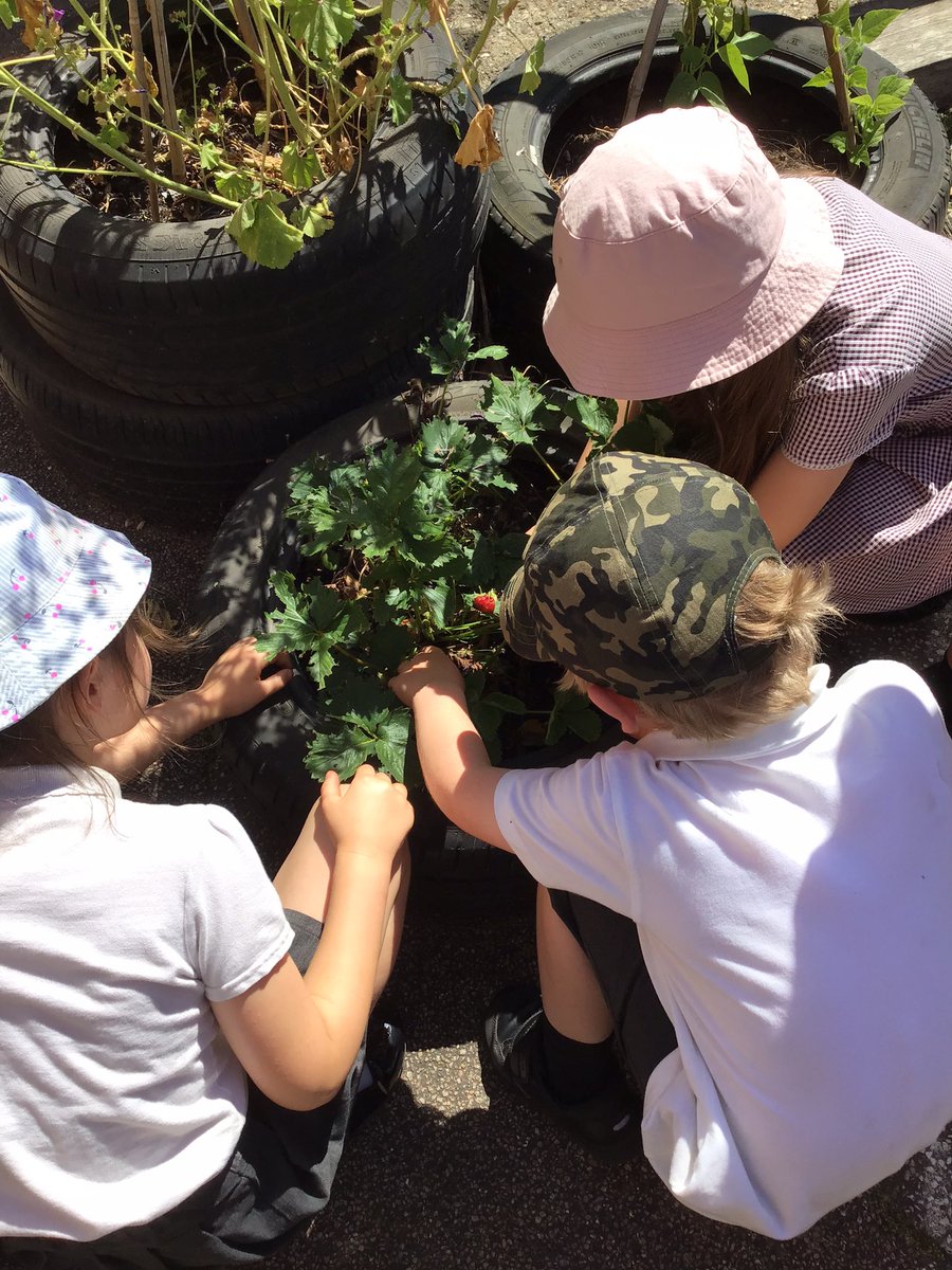 The children loved picking strawberries from our own flower beds.