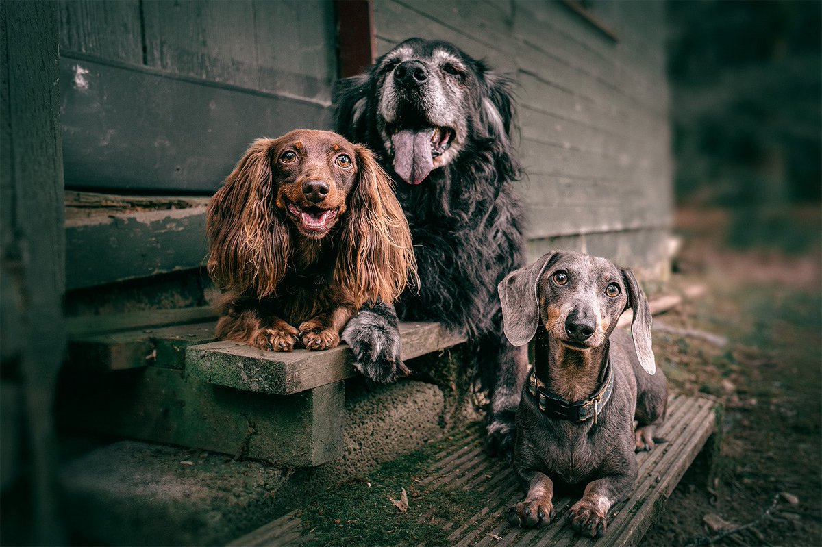 derRouven's tweet photo. Unsere drei auf einem Bild
#Fotografie #DogLover #photooftheday https://t.co/0g6KEP8kKz
