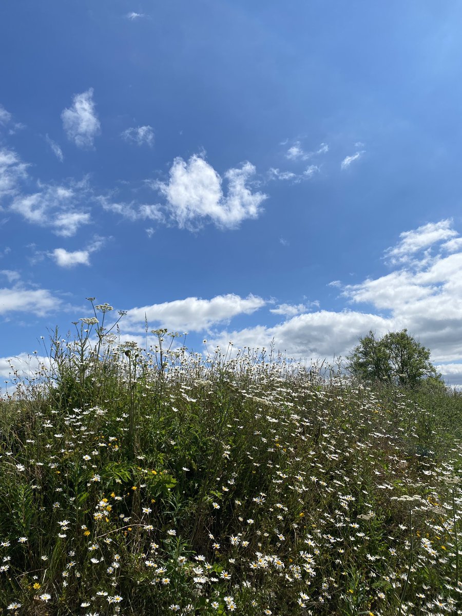 LouiseMarksArt's tweet photo. Well hello summer ☀️ #oxeyedaisy #cloudappreciation #sunner https://t.co/3jXrwBPRxQ