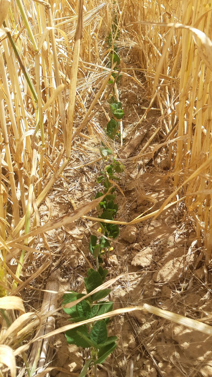MichelPierreFa2's tweet photo. Essai relaycropping 2022 orge d'hiver - soja (semé 11/05) 4 variétés de soja productives dans le nord sont testées en RC à Beauvais. (Photo 16/06). PhD V.Schell @UniLaSalle_fr @INRAE_France @SDelzon @AGCOcorp L.Kervroedan @DepeauxG #agroeco #carbon #soil #Roots #protein #agtech https://t.co/PO4wk89zjY