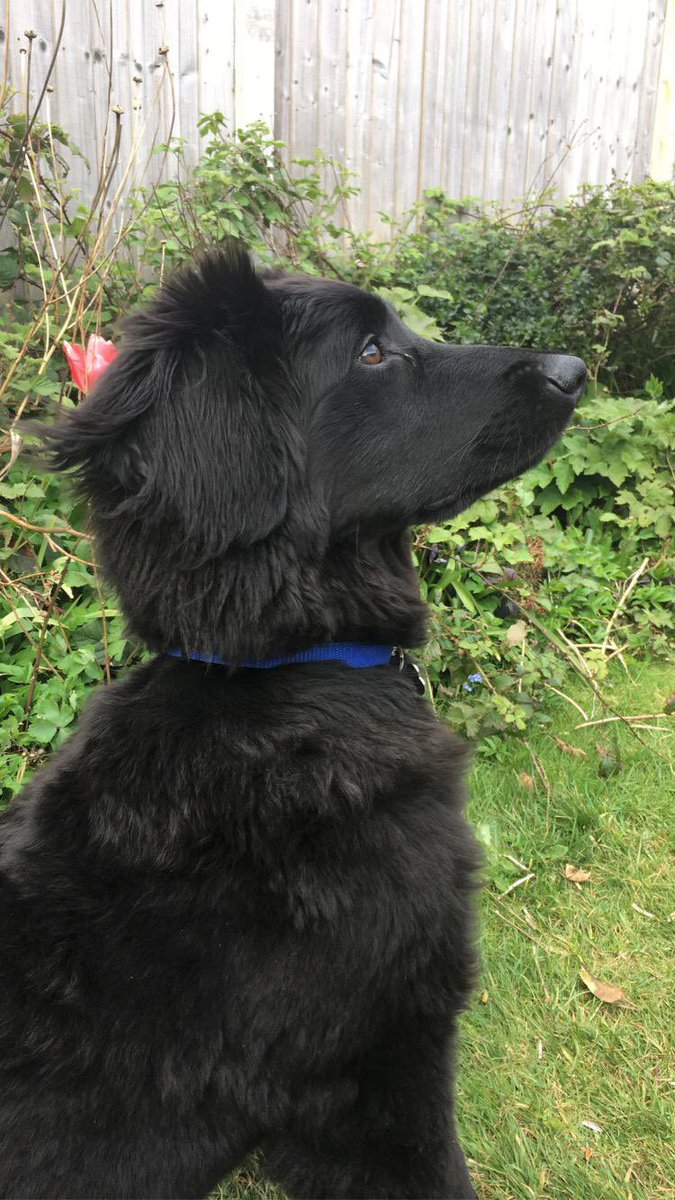 simon1_harrison's tweet photo. @PuppiesIover https://t.co/0SpZZi8N2D