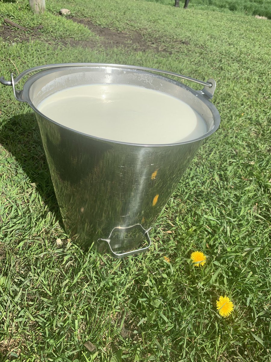 HovenFarms's tweet photo. Fresh milk.  This is the most that Tabita has given in one milking.  Must be the fresh grass after all the rain? #freshmilk #familycow #milkcow https://t.co/Hpf648PB4I