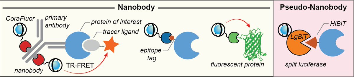 In our latest work @AnalysisSensing, we develop a highly versatile TR-FRET assay toolbox using #CoraFluor labeled nanobodies. Pick your favorite flavor and make TR-FRET easier than ever. @mazit (1/n) …mistry-europe.onlinelibrary.wiley.com/doi/10.1002/an…