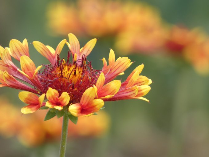 ガイラルディアのtwitterイラスト検索結果