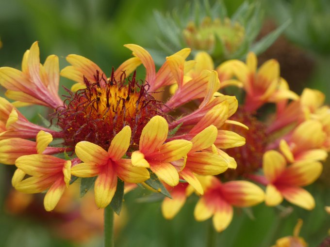 ガイラルディアのtwitterイラスト検索結果