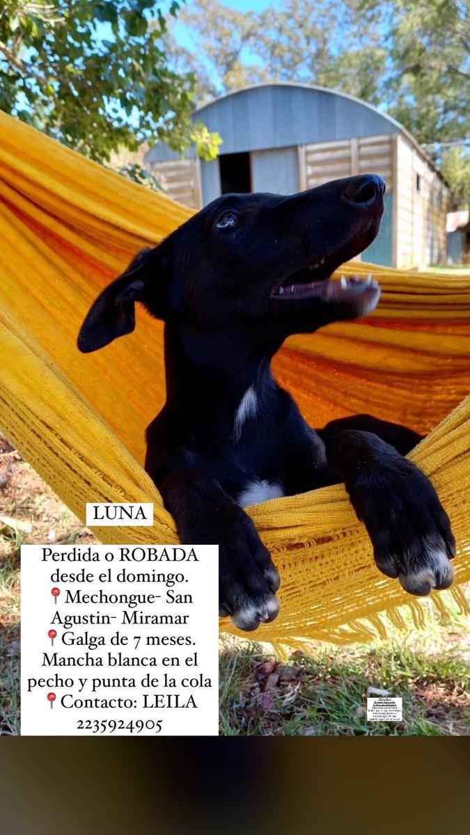 lotsivi's tweet photo. 🥺 por favor. Zona mechongue- San Agustin- Miramar https://t.co/MO9TmBo3T8