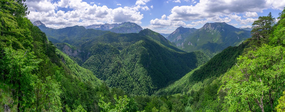 fjaka's tweet photo. #Perucica in #bosniaandherzegovina, the greatest preserved #rainforest in #Europe 
 
#nationalpark #sutjeska #zelengora #primevalforests #forests #maglic #beškita #republikasrpska #panorama https://t.co/hdsJhDEoff