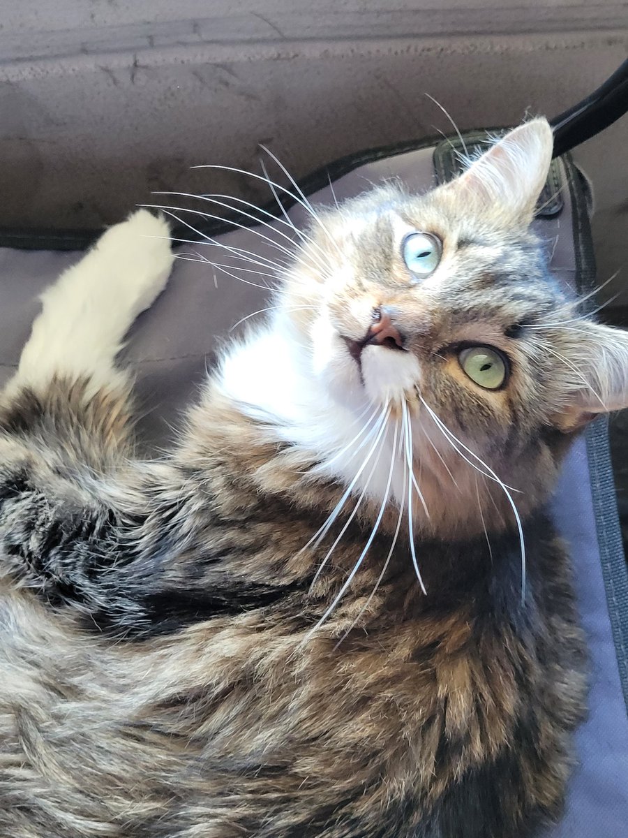 lynnslagle42's tweet photo. Closeups of my beautiful spoiled girl. She's momma's girl to the core. She's a little crazy, but so am I 🤣🤣 #edgarsfamily #edgarssissy #littlemisspoofyhead #masprincess #prettyprettyprincess #spoiledbeyondbelief #lookatmema #givemealltheattention #domybidding https://t.co/6mM7aYk6rl