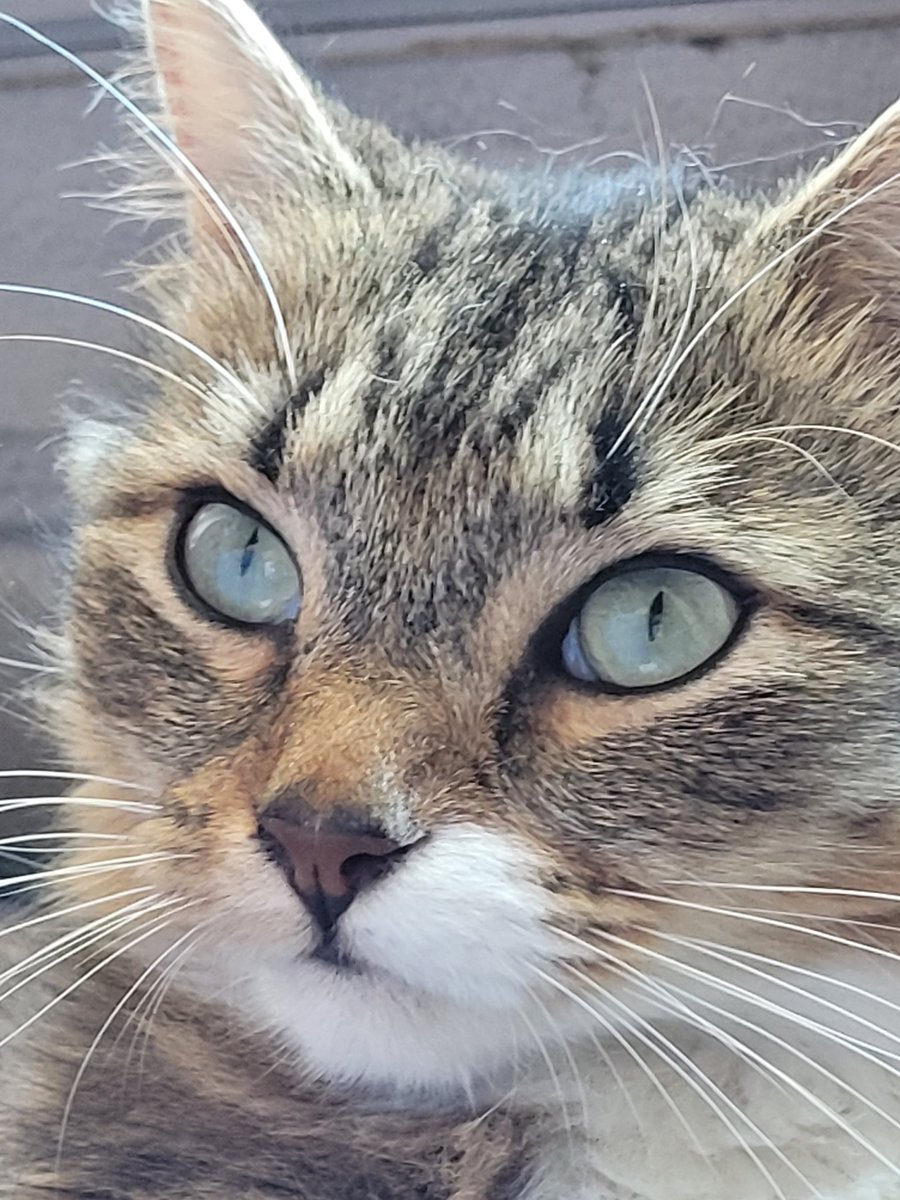 lynnslagle42's tweet photo. Closeups of my beautiful spoiled girl. She's momma's girl to the core. She's a little crazy, but so am I 🤣🤣 #edgarsfamily #edgarssissy #littlemisspoofyhead #masprincess #prettyprettyprincess #spoiledbeyondbelief #lookatmema #givemealltheattention #domybidding https://t.co/6mM7aYk6rl