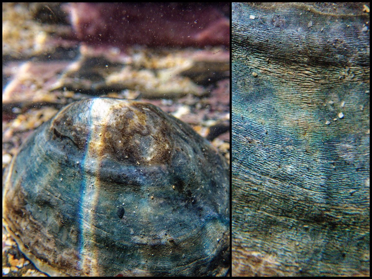 Superloris's tweet photo. A particularly blue Limpet catching a few rays in a rock pool @HelenChanges @CwallWildlife #NatureTwitter #Cornwall #closelooking https://t.co/4NCqYEhgR7