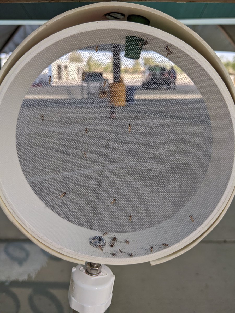 JenniferAHenke's tweet photo. Beautiful day for a mosquito pesticide trial. Happy #MosquitoControlWeek! #MosquitoWeek! https://t.co/BfUEFWLoa3