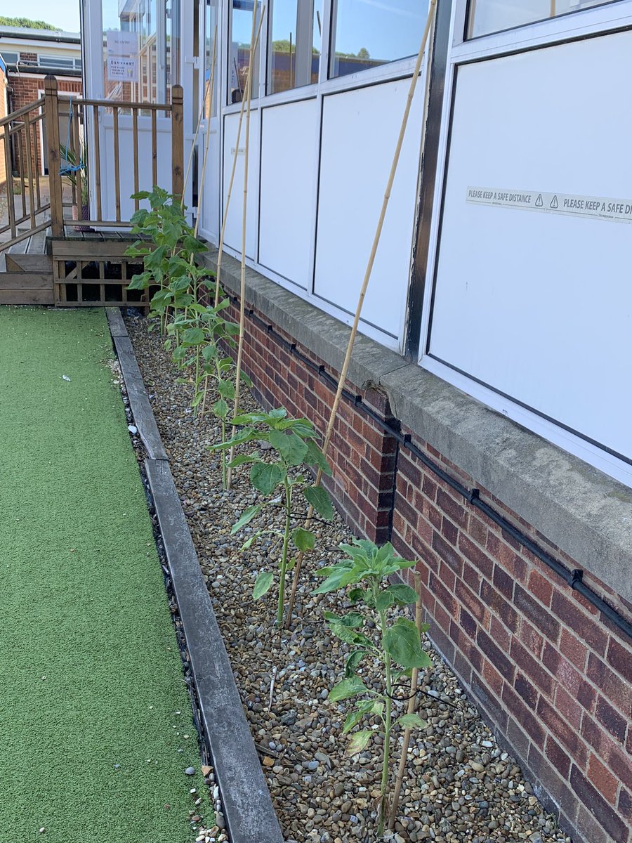 AcademyCromer's tweet photo. Stunning work by our Eco enrichment club. Turning this unused space into a eco/ well-being space for pupils and staff to use. 
All part of our school grounds action plan for @EcoSchools Green Flag Status with distinction award. ♻️🌍 https://t.co/cuzO1yuRCP
