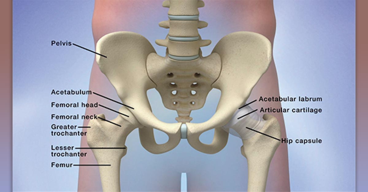Hip pain is common, and the hip joint is complex. Obtaining a relevant patient history and conducting a proper physical exam can be challenging. This Video in Clinical Medicine demonstrates how to assess a patient with hip pain. nej.md/3aTKwvE