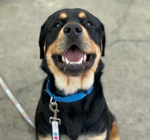 ginachron's tweet photo. #NYCACC
LISTED TO DIE🆘
THU 6/23
BOB 2y #124260🎯
A friendly soft, playful Rottie boy who loves people +being with them. Loves to play, but not keen on dogs so stressed at shelter. Needs to find loving calm foster/adopter, kids13+ for de-stress to flourish. LINKS⬇️ Pls #PLEDGE https://t.co/hP2rqxVJoD