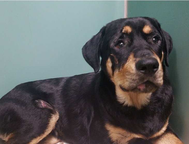 ginachron's tweet photo. #NYCACC
LISTED TO DIE🆘
THU 6/23
BOB 2y #124260🎯
A friendly soft, playful Rottie boy who loves people +being with them. Loves to play, but not keen on dogs so stressed at shelter. Needs to find loving calm foster/adopter, kids13+ for de-stress to flourish. LINKS⬇️ Pls #PLEDGE https://t.co/hP2rqxVJoD