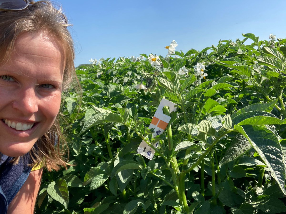 Technisch weertje! Ook op kleine schaal gaan we de strijd aan vandaag! Preventief het leger op volle sterkte brengen ! <a href="/KoppertNL/">Koppert Nederland</a> strijden tegen de bonenspintmijt! #geenchemie #roofmijten