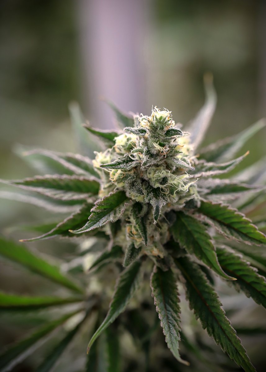 Week 8 of Crunch Berry lookin on point 👌🏼
This whole room is absolutely crushing it and it still has a full week left.
Are you excited about this one? 🔥

Tags:  #acreagepharms #cannabiscultivator #premium #flower #freshness #commitmen #cannabisplant #ocs