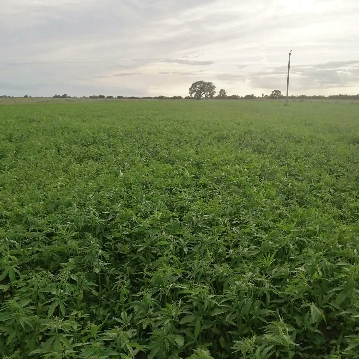 hempenorganic's tweet photo. Summer Solstice Blessings ☀️
Reaching peak daytime sun, means we are seeing some very healthy plants emerge. 🌿
Into the first stages of growth! 
#hemp #hempfields #hempfield https://t.co/vDJJ4O8NtW