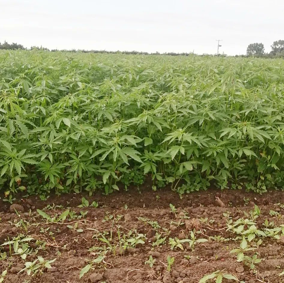 hempenorganic's tweet photo. Summer Solstice Blessings ☀️
Reaching peak daytime sun, means we are seeing some very healthy plants emerge. 🌿
Into the first stages of growth! 
#hemp #hempfields #hempfield https://t.co/vDJJ4O8NtW