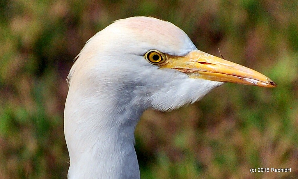 rachidH's tweet photo. #Egret #CattleEgret #Bubulcus #Ibis
#Héron #HéronGardeBœufs #Dahshour #Saqqara #Memphis #Egypt
Rachid H shared a photo with you from the Flickr app! Check it out:
https://t.co/oJnZoS1Ihx https://t.co/lo4NFtpuFD
