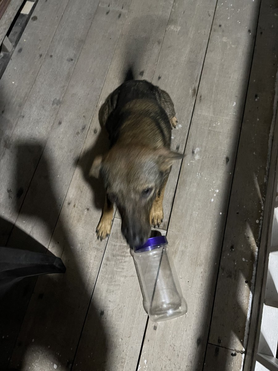 meinmokhtar's tweet photo. Makanan anjing dah habis. Kalau ada nak sponsor rm5 utk 1kg kibble boleh roger. Fundraising ni saya tak masuk dalam asb. #nothing2hide https://t.co/CjXtK5qVGb