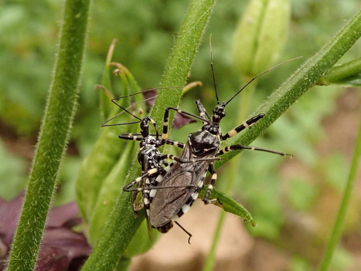 シマサシガメ
Sphedanolestes impressicollis (Stål, 1861)
2022/06/18

そこら中に居る。一番多いサシガメかも。
#異翅 #サシガメ科 #シマサシガメ