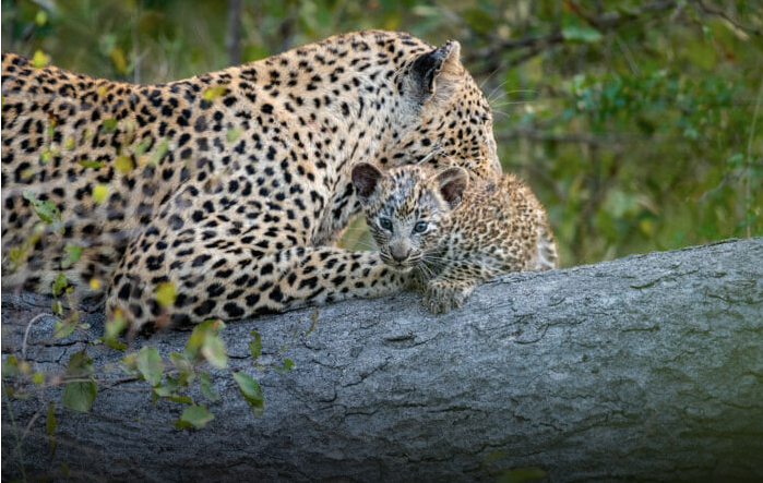 londolozi's tweet photo. In today's blog, Ranger Barry Bath, writes about the Mashaba female leopard and her two cubs. Use the link below to head to our blog.
https://t.co/sbfwggclfi
#leopard #bigcats #leopardprint #leopardlove #leopardlover #leopards https://t.co/bThO3o2ePh