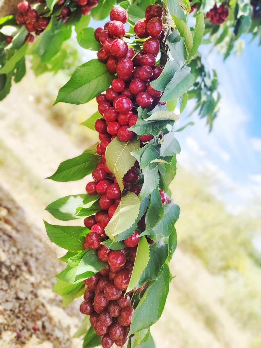 soledad_npz's tweet photo. Cereza, recolección #Munebrega 👏👏. Una gran apuesta por la biofertilizacion. https://t.co/XlaLFFWSJw