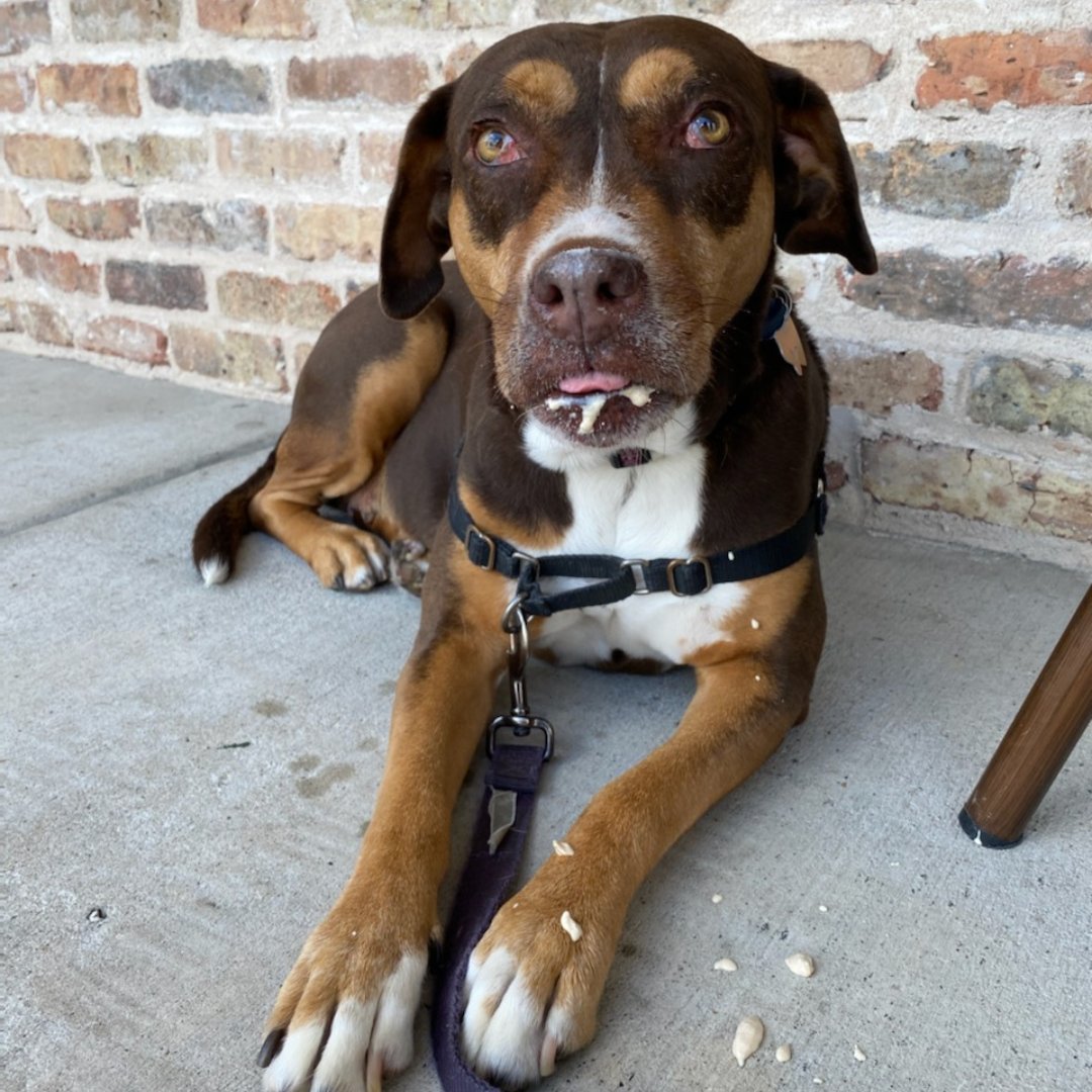 We know its hot 🔥 treat yourself to some baklava ice cream 🍦 made by @thedoughcone like Honey did 

Available for dine-in, curbside, or delivery by the scoop or the pint

#craftpita #truemediterranean