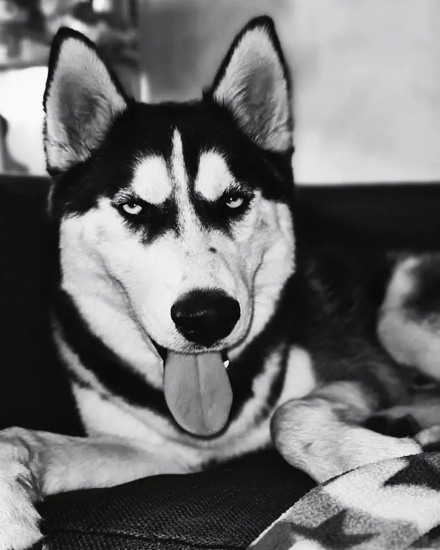 BlogRomano's tweet image. #goodmorning #animals #travelphotography