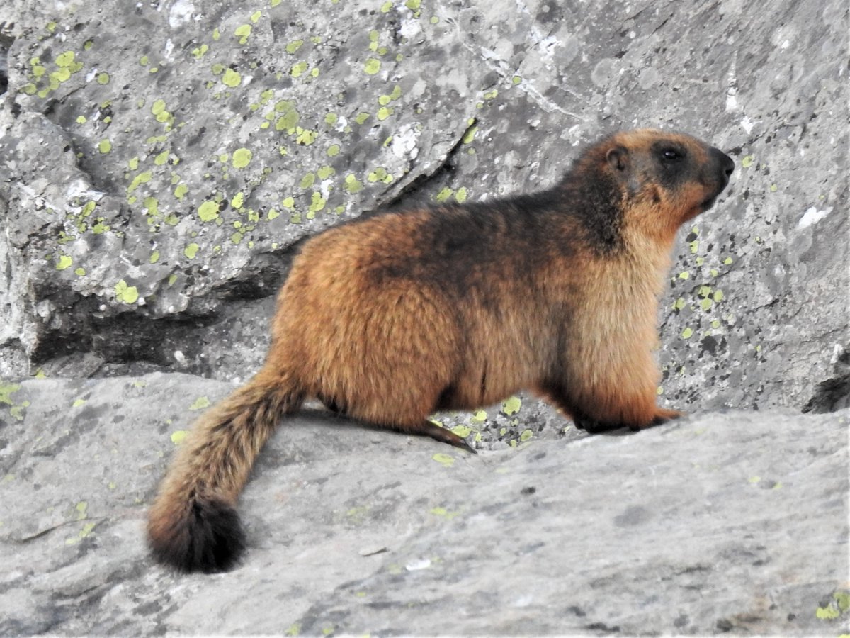 Want to work on small mammals in the high #himalaya? Apply to volunteer between July-Oct 2022 forms.gle/3kkEqM4qwhGiVG… #marmot #pika #ladakh #squirrelsofindia @TeamMarmot @RMBLGothic @KluaneSquirrels @LabWaterman @WPG_Squirrels @McAdam_lab @AmyConLeche